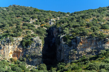 Dense green forest growing on the steep slopes of a rocky mountain canyon showing the lush vegetation and natural ecosystem of the region