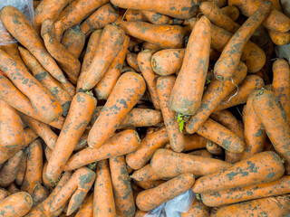 Top View of Raw Unwashed Carrots in a Supermarket Bin