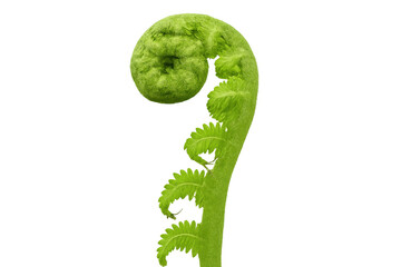 Fiddlehead fern unfurling showing new growth spiral