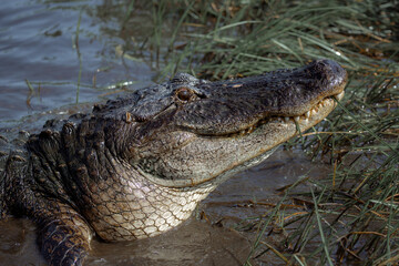Obraz premium Alligators in Jean Lafitte swamp Louisiana wildlife in bayou waters