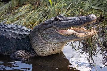 Obraz premium Alligators in Jean Lafitte swamp Louisiana wildlife in bayou waters