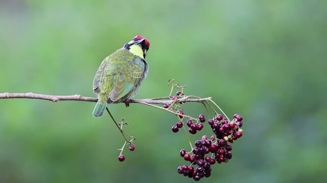 Coppersmith barbet feeding on fruits