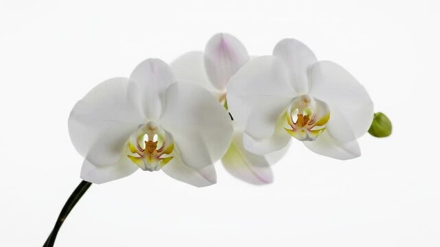 A close-up of white orchids with yellow and orange centers, presented on a plain white background. Perfect for floral designs, gardening websites, and botanical illustrations.