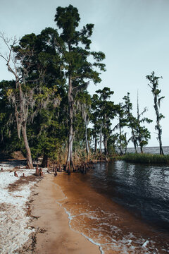 Fontainebleau State Park Louisiana shoreline and cypress trees on Lake Pontchartrain