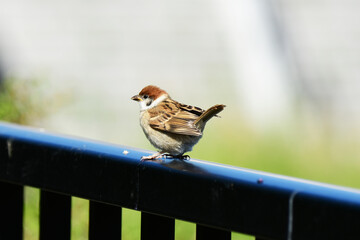 フェンスに止まる幼いスズメ