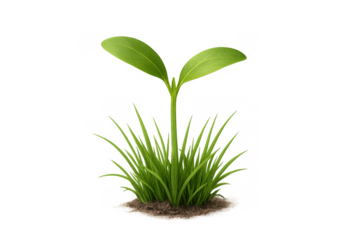 Young plant seedling growing from patch of grass