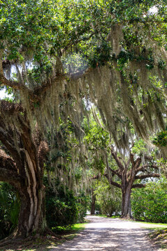 Avery Island Louisiana Jungle Gardens wildlife and landscapes in Tabasco Island
