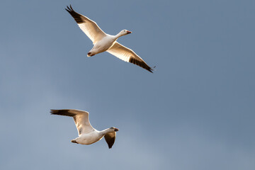 A pair of snow geese in flight.