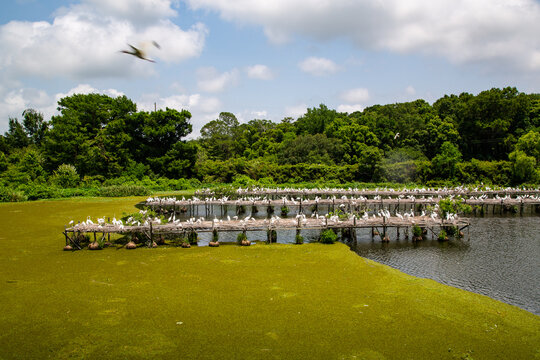 Avery Island Louisiana Jungle Gardens wildlife and landscapes in Tabasco Island