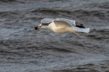 Ring-billed gull in flight with a crawfish in its beak.