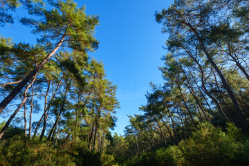 Fototapeta premium Wide angle low perspective of a pine forest with trees leaning into the frame against a clear blue sky background on a summer day