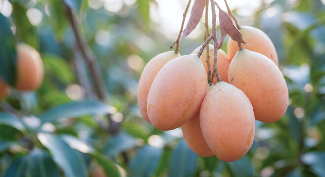 Cluster of Ripe Maprang Marian Plums Hanging on Tree Branch