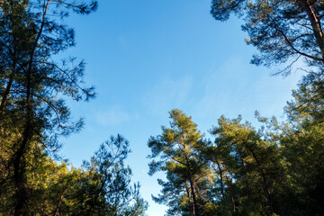 Obraz premium Looking up at the sky through a frame of pine trees in a forest showing the contrast between the green leaves and blue sky