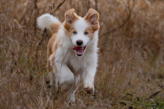 Beautiful Red and White Border Collie Puppy with Blue Eyes Description: A portrait of a young, rare ee-red Border Collie dog sitting calmly in a field. The puppy has striking bright blue eyes and soft