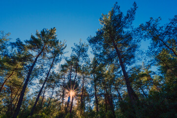 Obraz premium Sun starburst shining through the silhouette of tall pine trees in a dense forest against a blue sky creating a magical atmosphere
