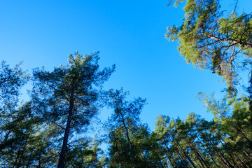 Obraz premium Low angle shot of pine trees reaching for the blue sky in a forest with green branches forming a natural border