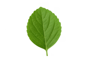 Green basil leaf with vein texture, transparent background