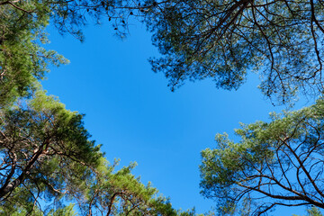 Fototapeta premium Minimalist view of green tree tops at the corners of the frame leaving a large negative space of blue sky in the center