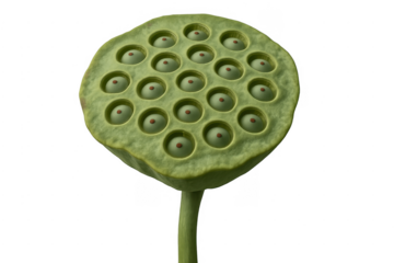 Lotus seed pod showing emerging fresh seeds
