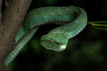 Bornean Keeled Pit Viper (Tropidolaemus subannulatus) is a species of venomous pit viper native to parts of Southeast Asia.