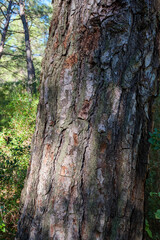 Obraz premium Vertical close up shot of a pine tree trunk with detailed bark texture in a sunny forest environment showing organic natural patterns and wood surface in the wilderness