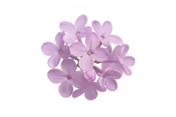 Lilac flower blooming with purple petals