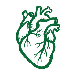 Green stylized illustration of a human heart isolated on a white background for design.