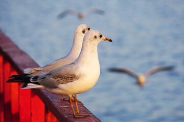 seagull