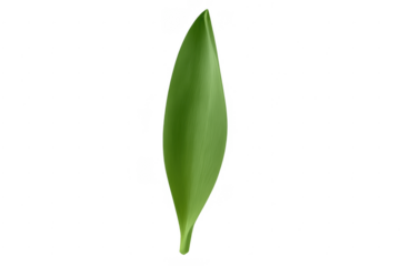 Fresh green leaf isolated on a transparent background