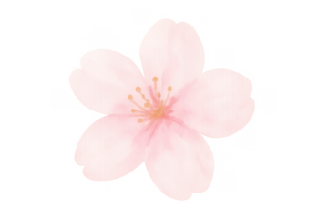 Pink sakura flower isolated, creating an elegant floral design