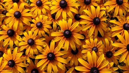 A vibrant close up view of black eyed susan flowers showcasing golden petals and dark brown centers in full bloom