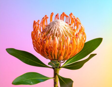 Bright orange leukospermum pincushion protea with vivid green stem and leaves placed on a smooth pink, yellow, and blue gradient background