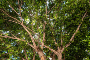Fototapeta premium Tall Tree Filmed from Below. Perspective Shot of an Ancient Tree from Ground Level. Low Angle View of a Giant Tree.