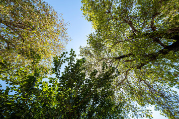 Fototapeta premium Tall Tree Filmed from Below. Perspective Shot of an Ancient Tree from Ground Level. Low Angle View of a Giant Tree.