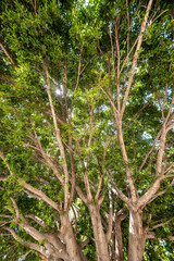 Fototapeta premium Tall Tree Filmed from Below. Perspective Shot of an Ancient Tree from Ground Level. Low Angle View of a Giant Tree.
