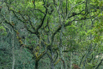 Fototapeta premium rainforest trees