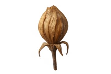 Dried brown botanical seed pod structure on transparent background