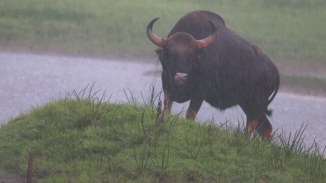 Indian gaur walking in Tadoba forest in rain