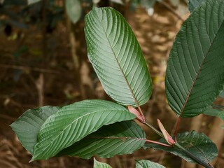 young kratom leaves in the morning