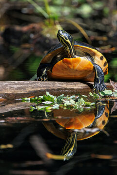 A freshwater turtle emerges from the water in the cypress swamp at Highlands Hammock State Park, Florida. 
It might be a Florida red-bellied cooter (Pseudemys nelsoni). Please check with an expert.