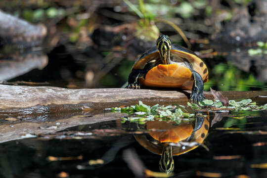 A freshwater turtle emerges from the water in the cypress swamp at Highlands Hammock State Park, Florida. 
It might be a Florida red-bellied cooter (Pseudemys nelsoni). Please check with an expert.