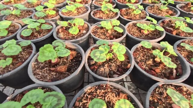 A row of potted plants with green leaves sit on a brick floor. The plants are in various sizes and are placed in different pots. Concept of growth and life