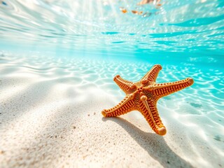 A lone starfish resting on a sandy seabed with sunlight filtering through the clear water,  aquatic,  ocean