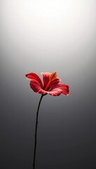 A lone, perfectly formed hibiscus blossom, its petals a fiery burst against an ethereal, illuminated expanse, capturing delicate beauty ,  high key,  tropical