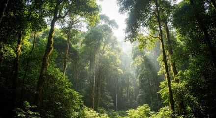 Towering, lush forest canopy with sunlight piercing through the trees