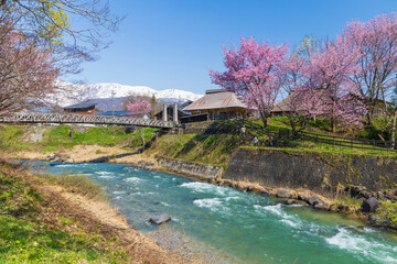日本の風景・春　長野県白馬村　桜の名所　大出公園 © Yuta1127