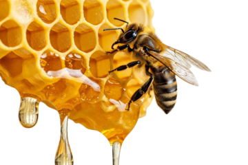 Honeybee on honeycomb with dripping honey isolated on transparent background