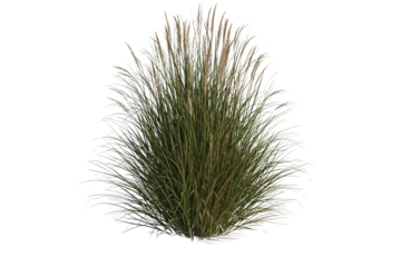 Green grass bush isolated on transparent background