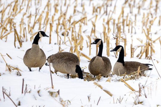 canada goose family in the snow field