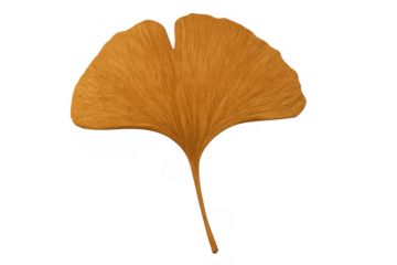 Ginkgo biloba leaf showing golden autumn foliage